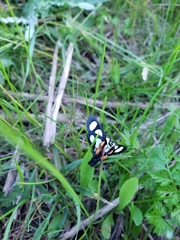 Alypia octomaculata