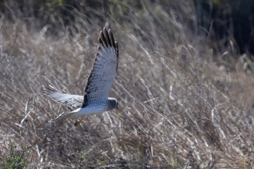 Northern Harrier