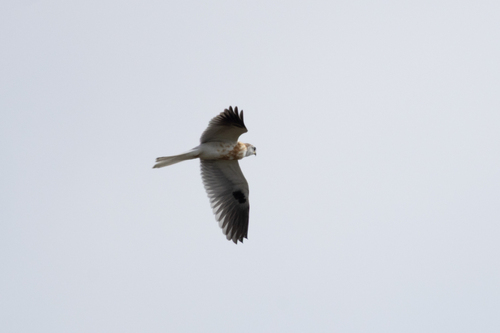 White-tailed Kite