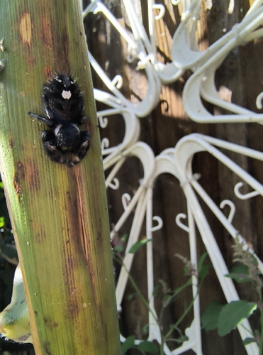 Bold Jumping Spider