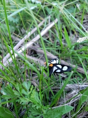 Alypia octomaculata