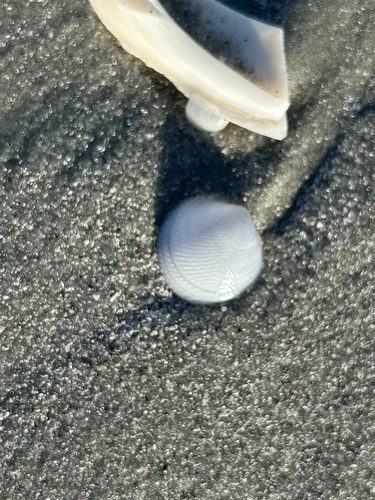 Divalinga quadrisulcata observed 2026-10-01