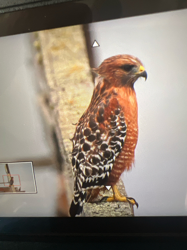 Red-shouldered Hawk