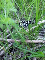 Alypia octomaculata