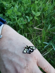 Alypia octomaculata