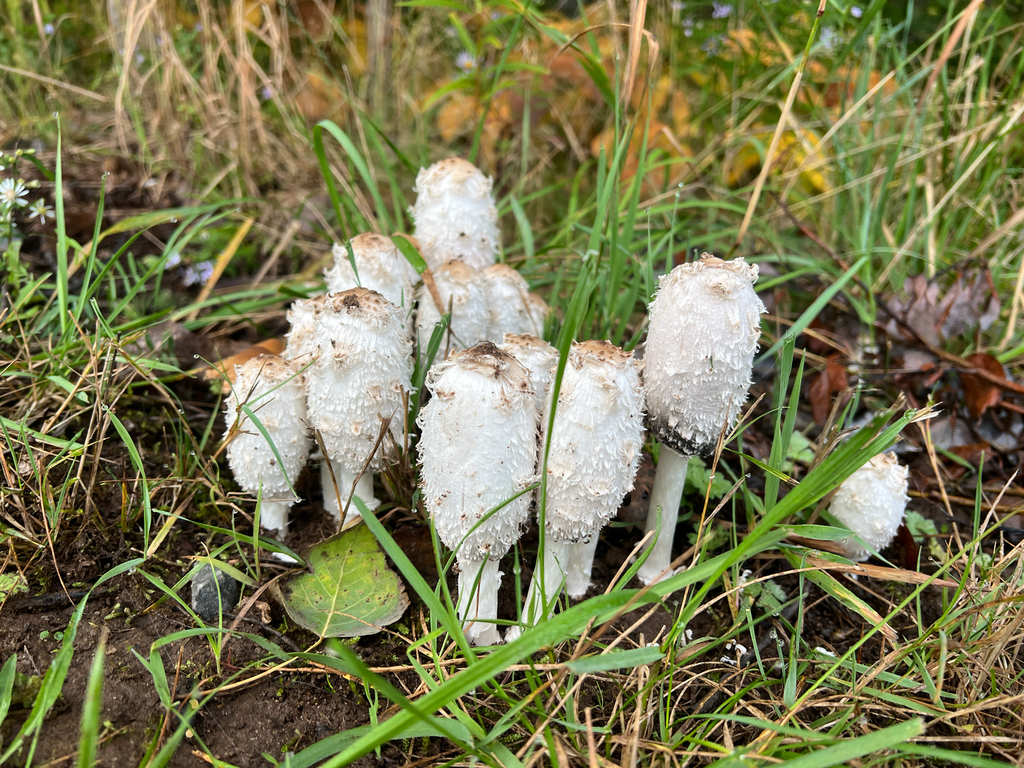 Shaggy Mane · October 2026 · photo: Photo: (c) Ian Manning, some rights reserved (CC BY) · iNaturalist