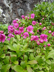 Rhododendron camtschaticum