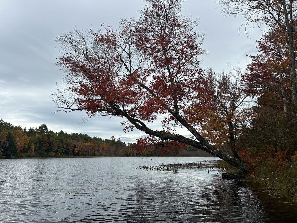 A red maple gone dark red leans over a still pond, with a far shore of pines and orange and yellow hardwoods.