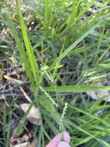 Urochloa eminii observed 2026-10-02