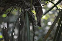 Trichocentrum ascendens
