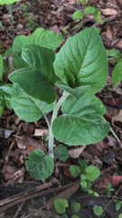 Physalis heterophylla