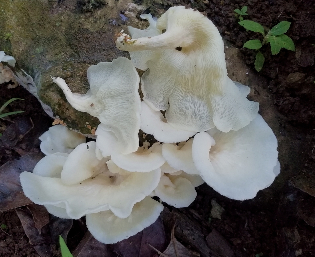 Favolus brasiliensis · May 2020 · photo: © heimatlos (iNaturalist, cc0)