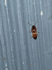 Aeolus mellillus