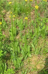 Crepis praemorsa