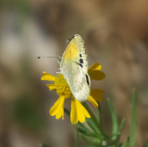 Dainty Sulphur