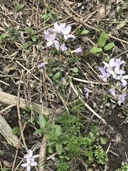Cardamine pratensis pratensis