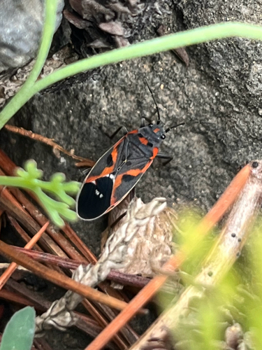 Small Milkweed Bug