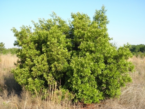Morella cerifera