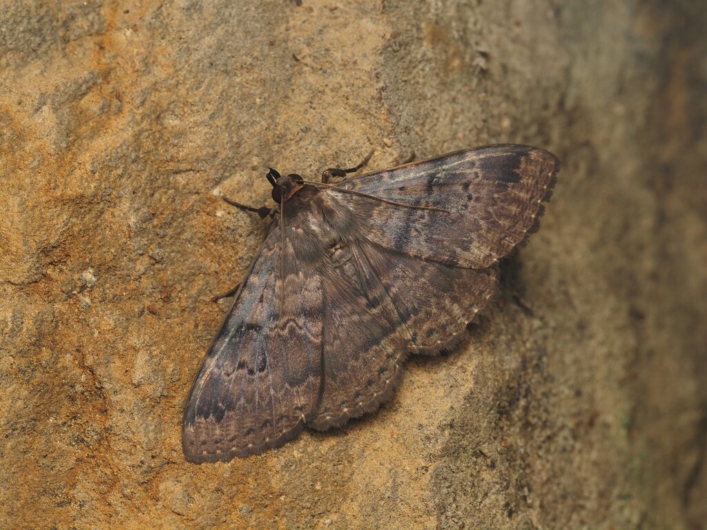Speiredonia inocellata
