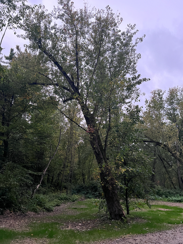 A leaning silver maple still green with a few yellow leaves, by a lawn under a grey sky.