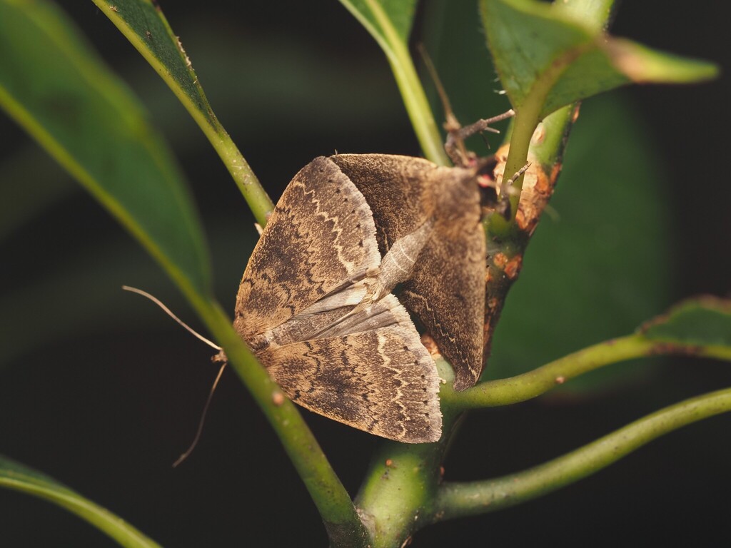 Nodaria ogasawarensis