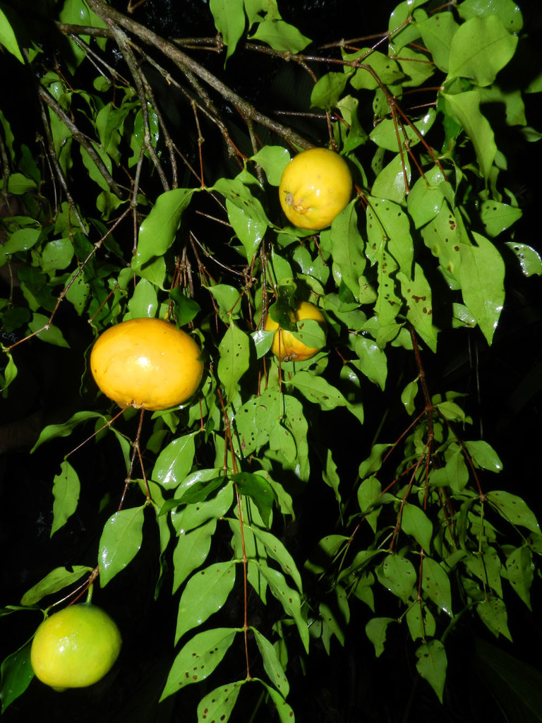 Mouriri tuberculata