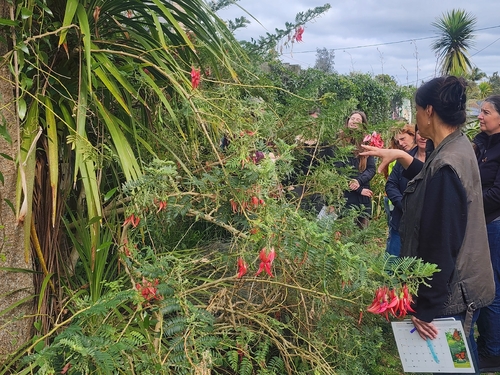 Clianthus puniceus observed 2026-10-02