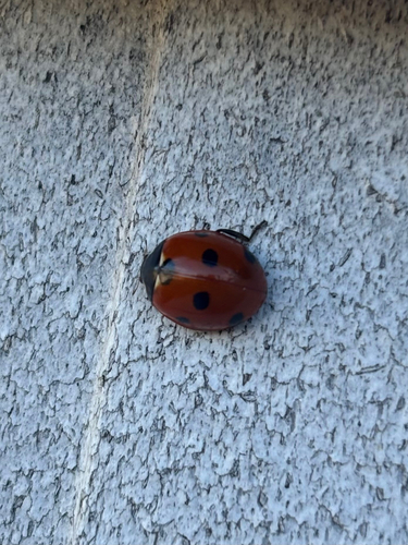 Seven-spotted Lady Beetle