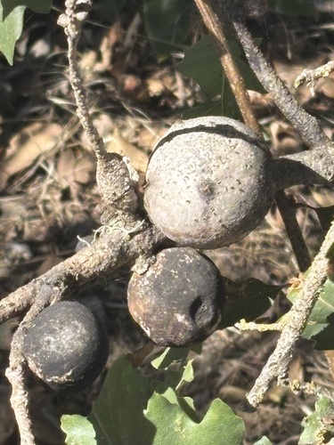 California Gall Wasp seen in Sonoma Valley