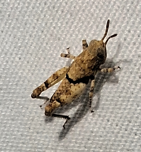 Cream Grasshopper