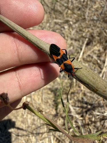 Large Milkweed Bug