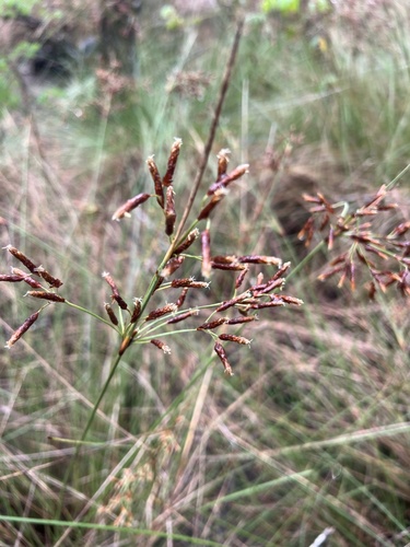 Fimbristylis spadicea observed 2026-10-01