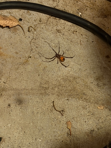 Brown Widow
