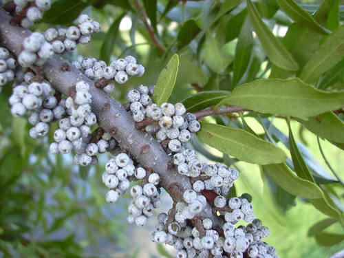 Morella cerifera