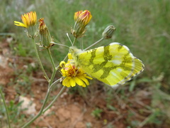 Anthocharis euphenoides