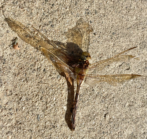 Common Green Darner