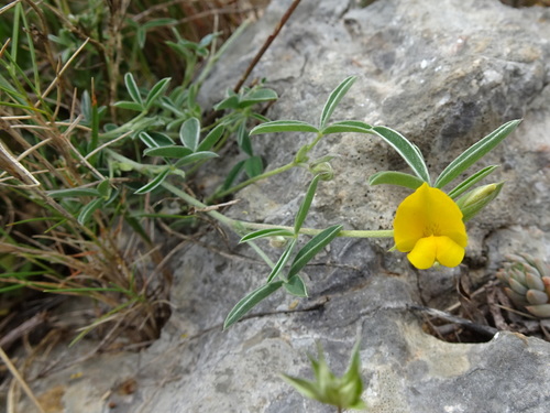 Argyrolobium