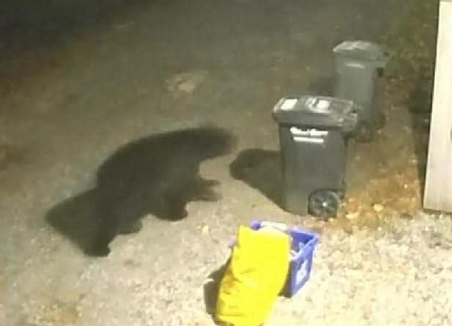 Black Bear sighting near EB McGill St @ N Penticton St