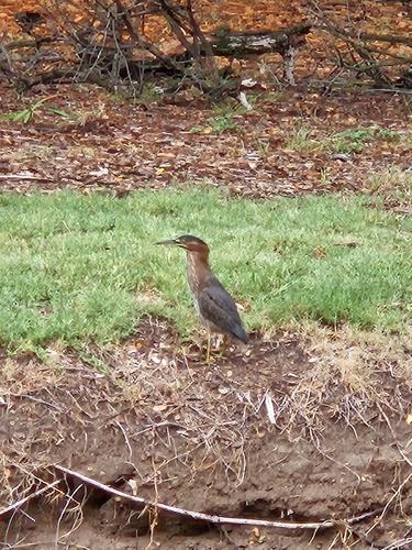 Green Heron