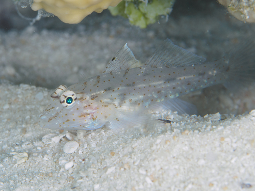 Fusigobius neophytus observed 2026-09-30