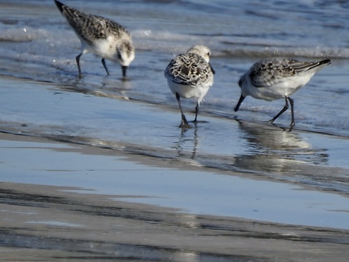 Sanderling