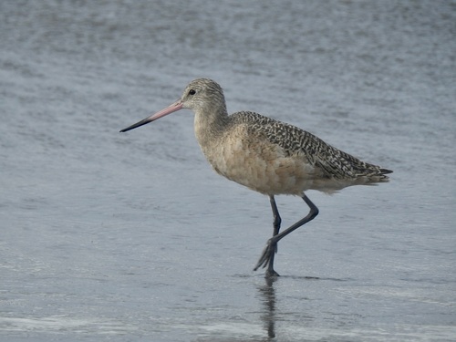 Marbled Godwit