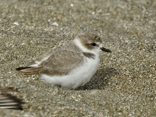Snowy Plover