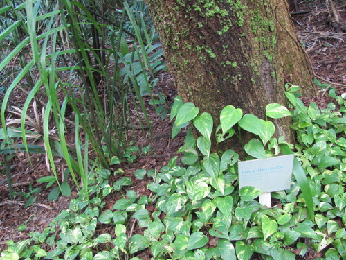 Dragon tail plant (Epipremnum pinnatum)