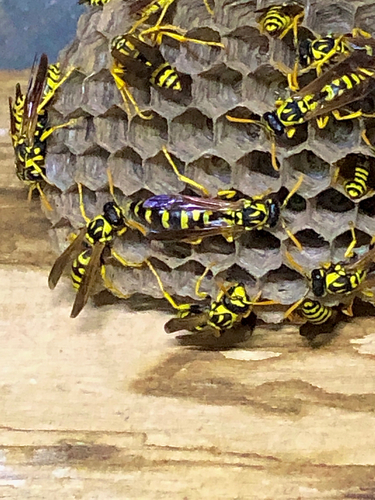 French Paper Wasp