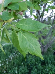 Acer negundo