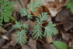 Dicentra canadensis