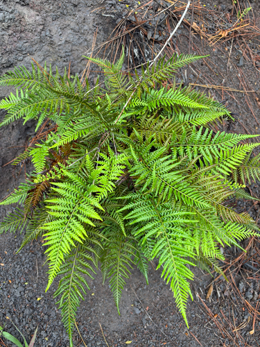 Pityrogramma calomelanos observed 2026-10-01