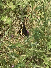 Papilio