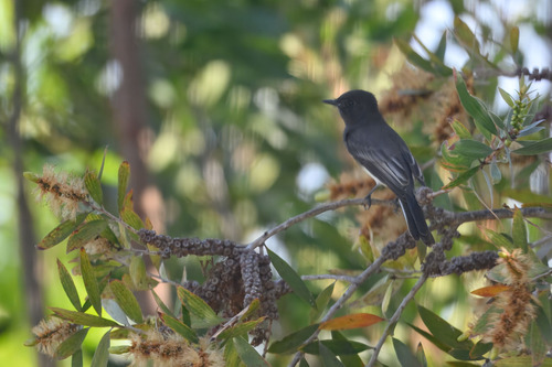 Black Phoebe